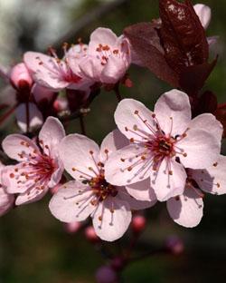 CHERRY PLUM: ti senti sotto pressione e temi di perdere il controllo